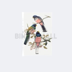 BINDEXMALL - 5921 - A