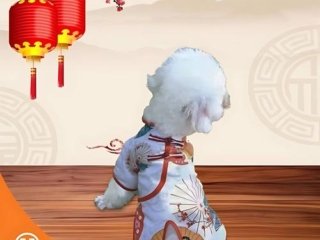 Baju Anjing Cheongsam Dress Dog Clothes