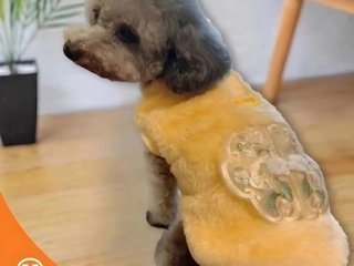 Baju Anjing Dog Autumn And Winter Clothes 1