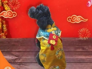 Baju Anjing Cheongsam Rumbai Dog Clothes 1