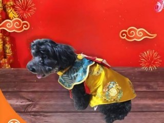 Baju Anjing Cheongsam Rumbai Dog Clothes 2