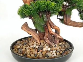 Dekorasi Pajangan Artifical Bonsai Indoor Decoration